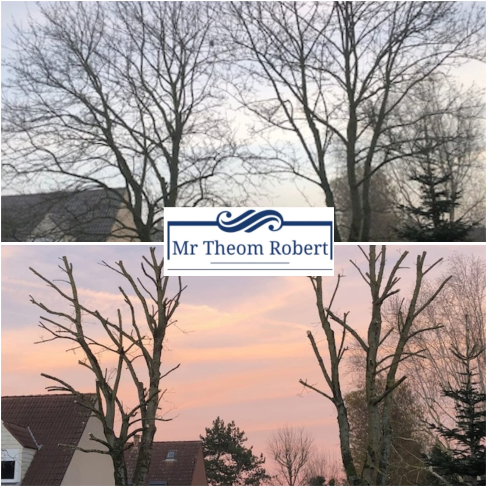 Elagage d'arbres - Photo 5