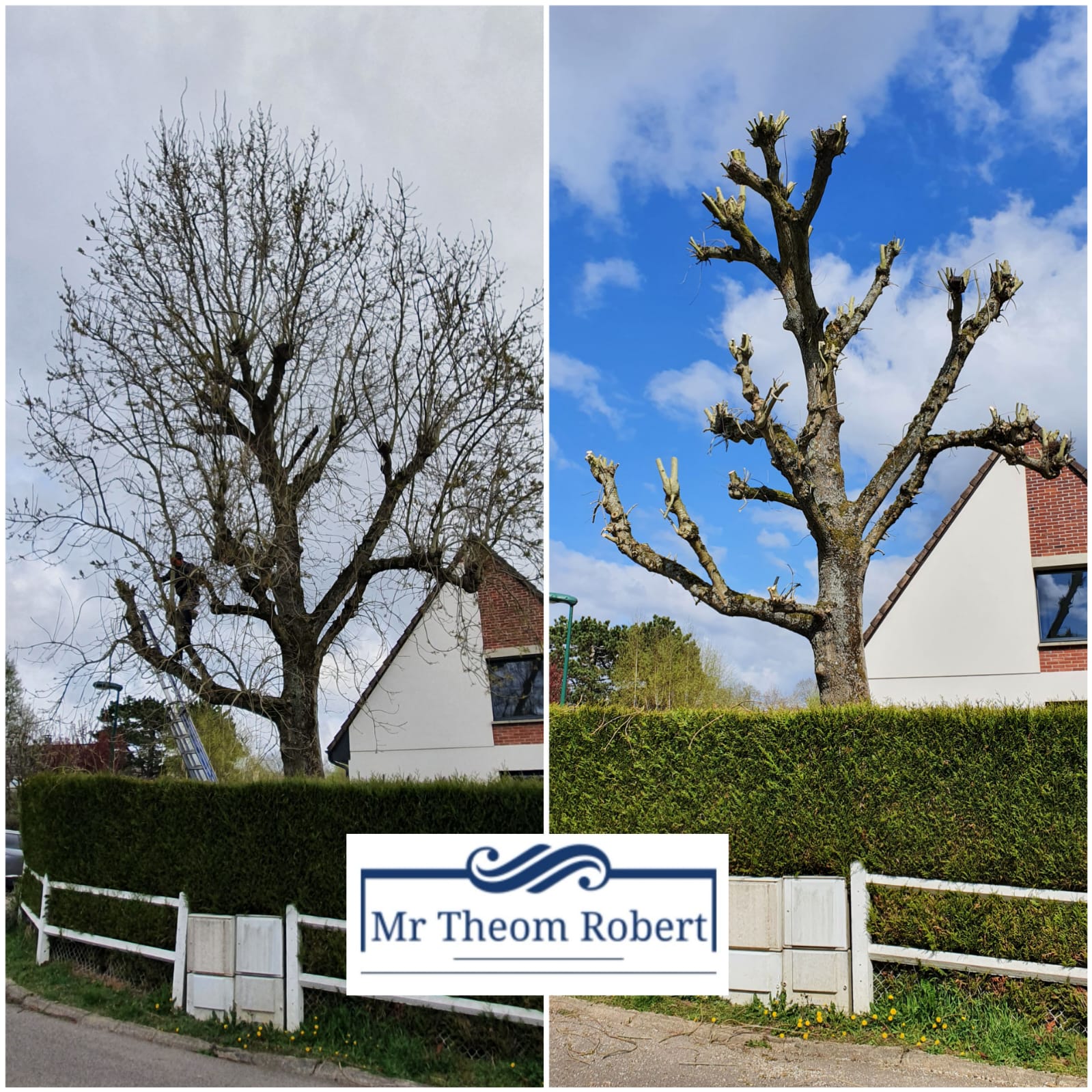 Elagage d'arbres - Photo 3